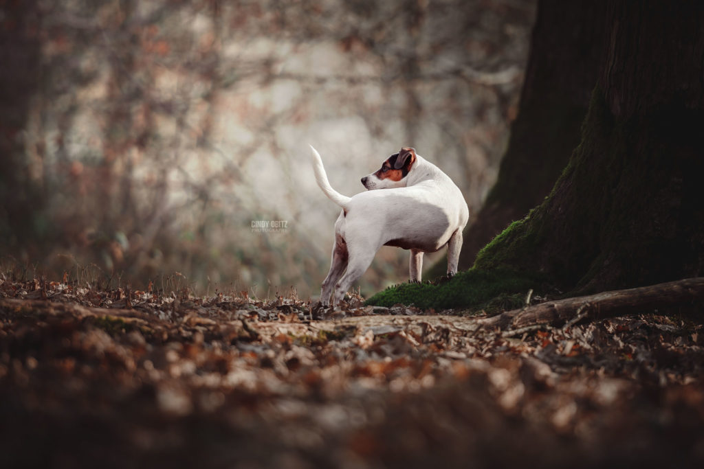 education-chien