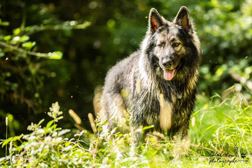 Dog Faculty - Ma relation avec mon propre chien