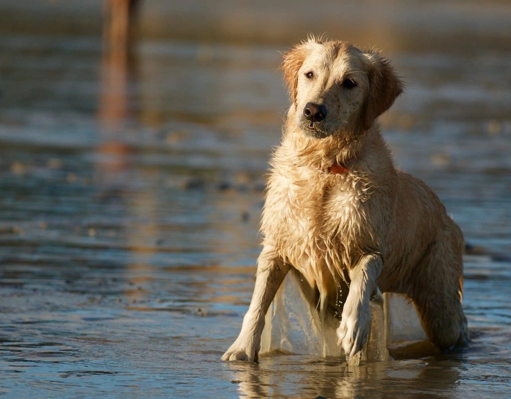 Dog Faculty - « Mon chien aime l’eau ! » Ou pas.