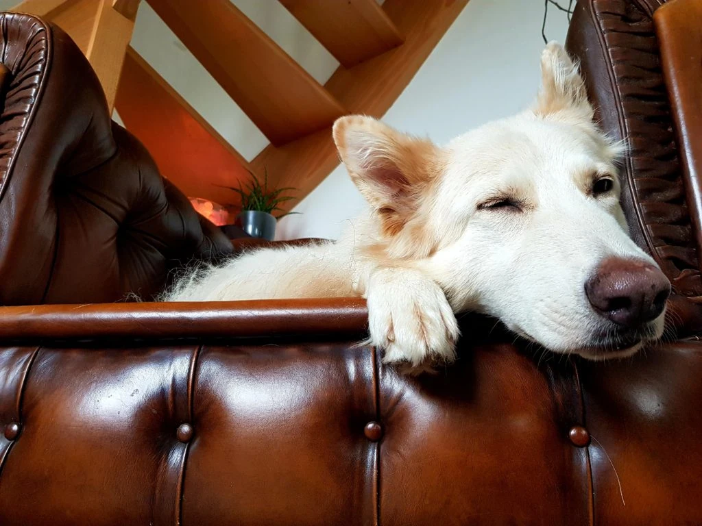 Dog Faculty - Catégorisation, ce vilain mot