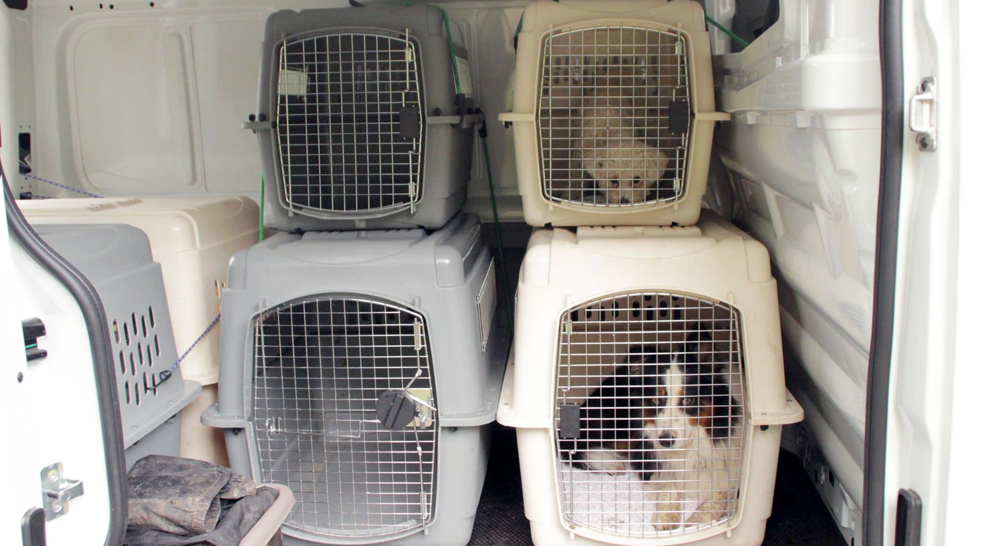 Dog Faculty - Bus Magique - Kennels de transport
