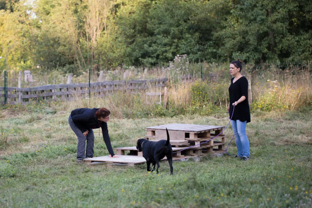 Dog Faculty - privilégier, entretenir, créer, renforcer le relationnel avec le Chien