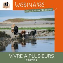 Dog Faculty - Webinaire Vivre à plusieurs partie 1