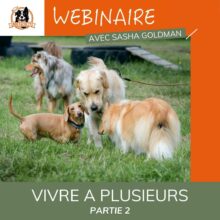 Dog Faculty - Webinaire Vivre à plusieurs partie 2