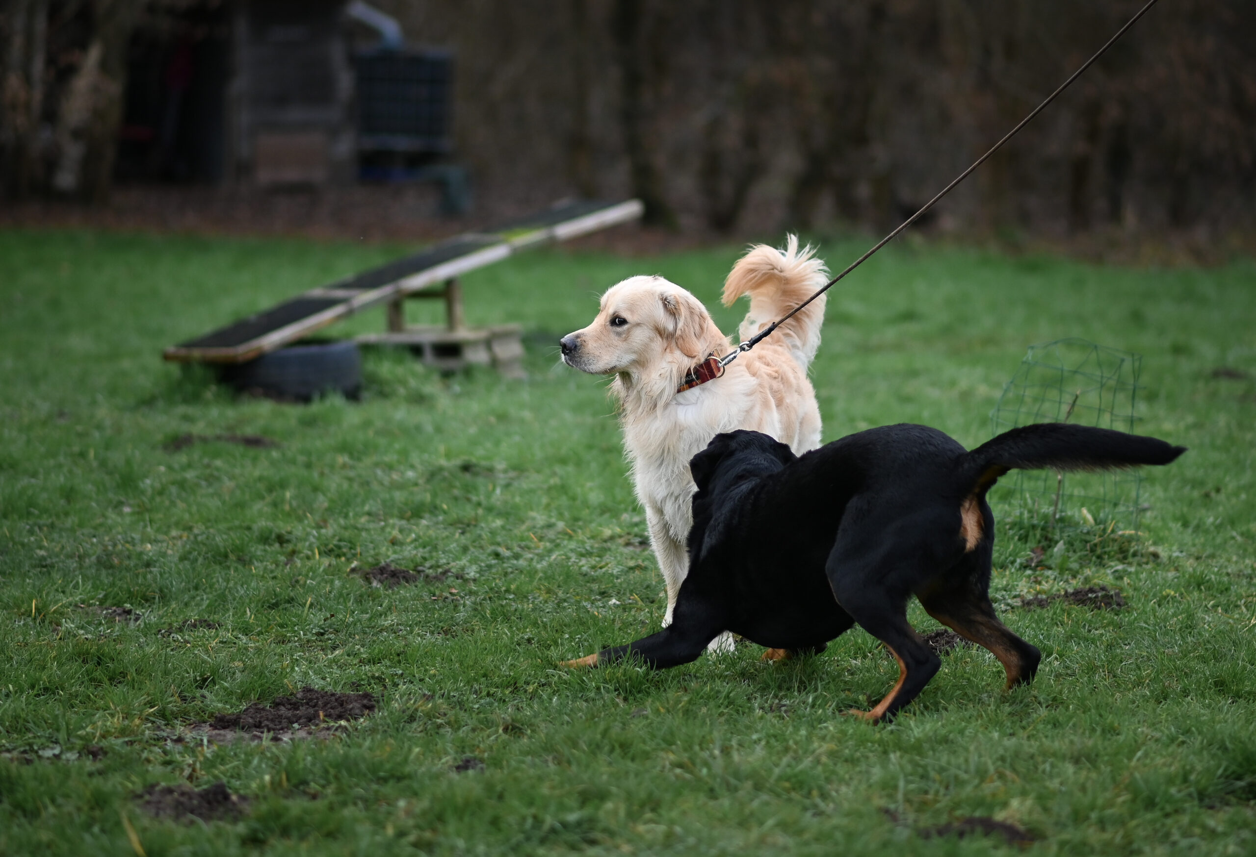 Un chien attaché au collier qui rencontre un autre chien