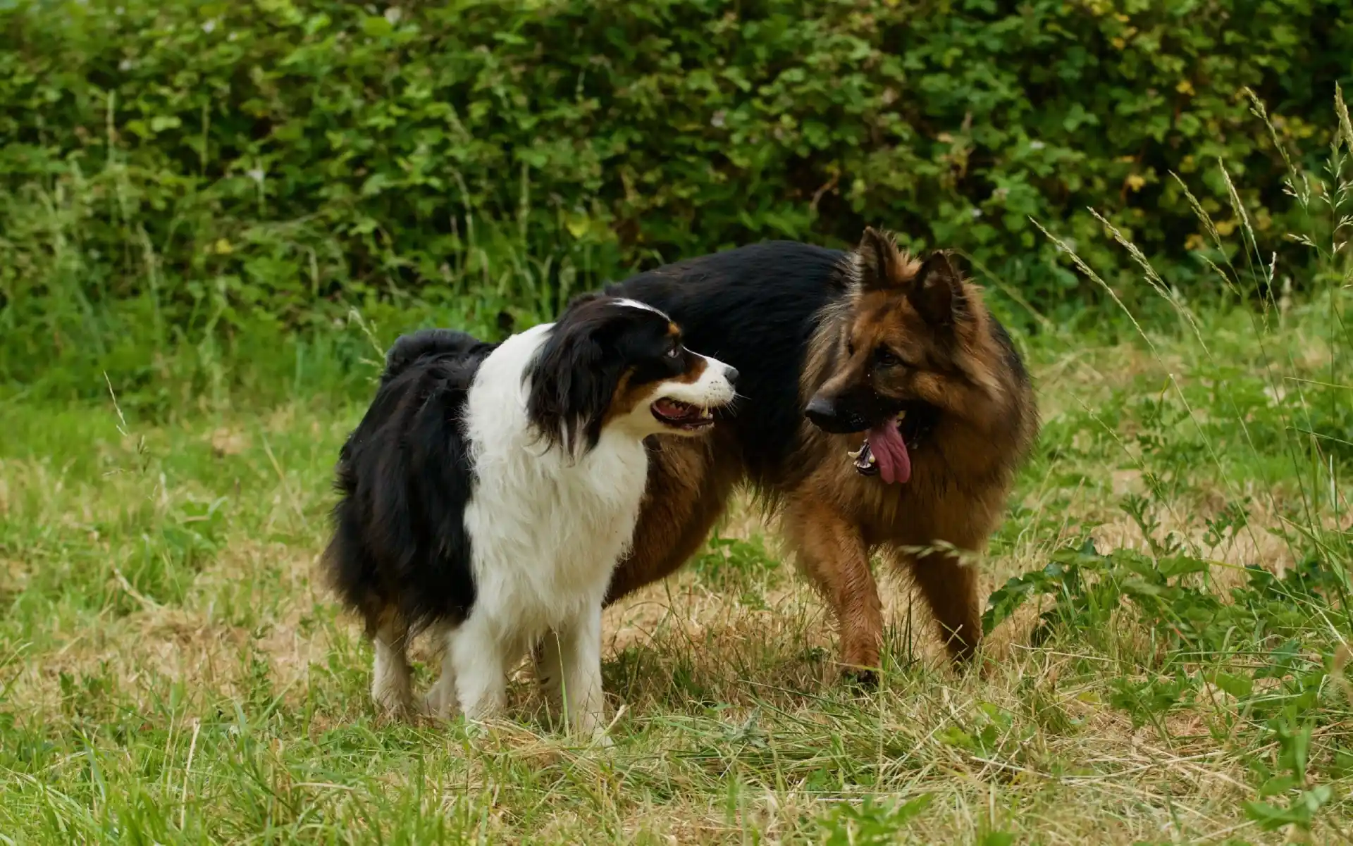 Dog Faculty - La socialisation du chien