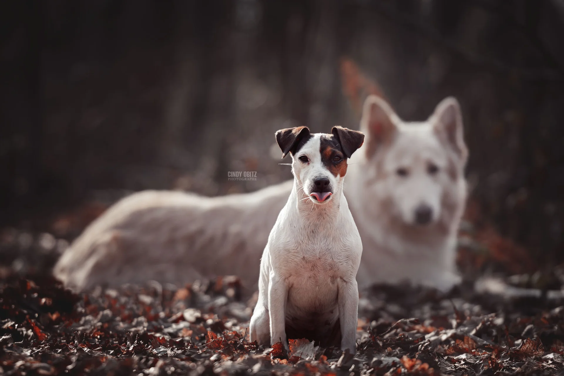 Dog Faculty - « Les bases » de l’éducation canine