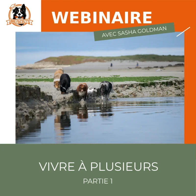 Webinaire enregistré Vivre à plusieurs Partie 1 - Dog Faculty éducation canine