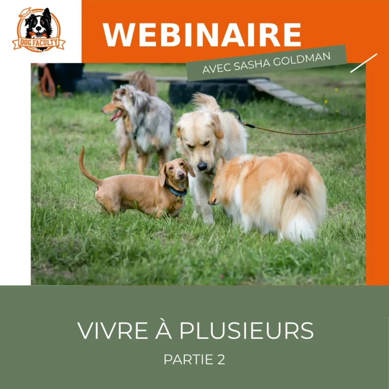 Webinaire enregistré Vivre à plusieurs Partie 2 - Dog Faculty éducation canine