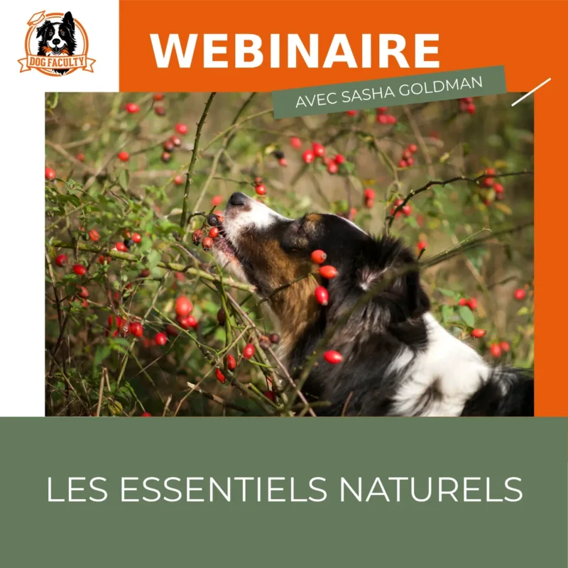 Webinaire Les Essentiels Naturels - conseils pratiques pour soigner son chien avec des produits naturels