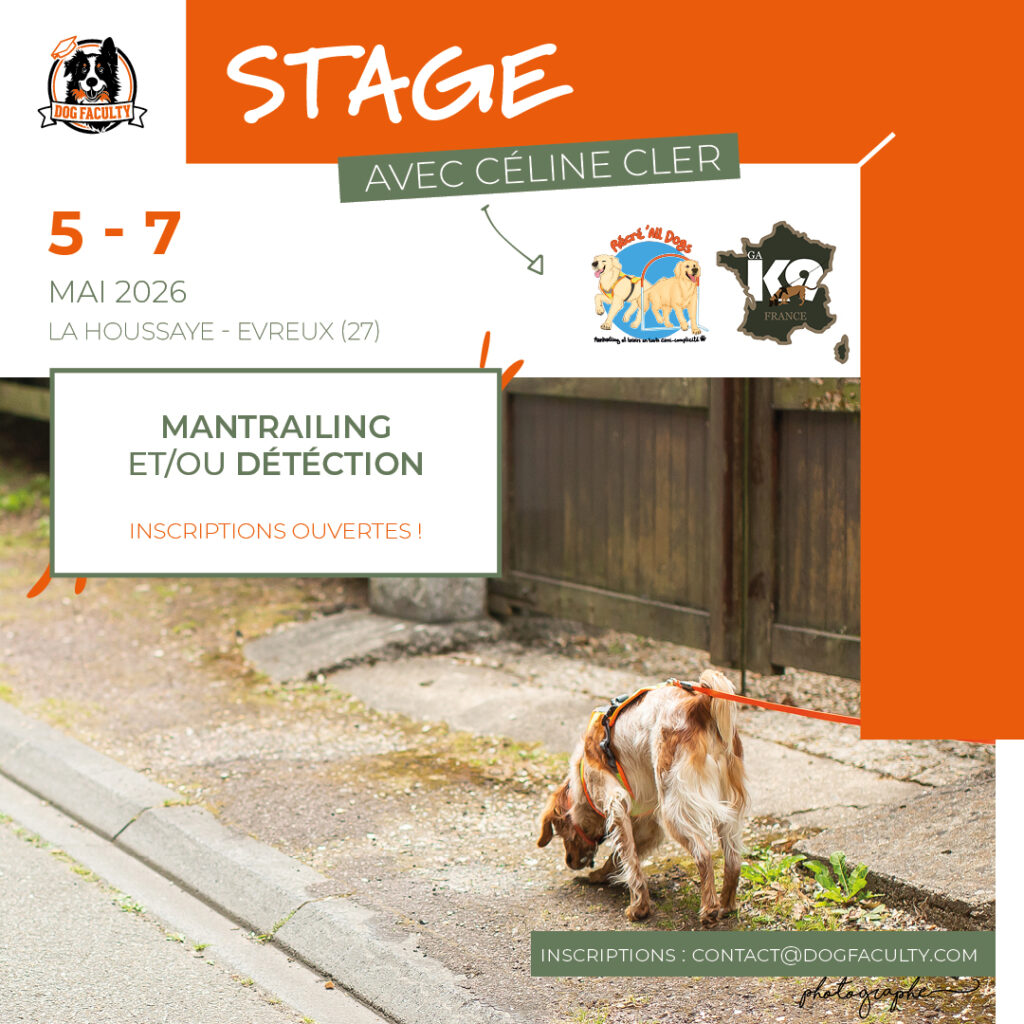 Affiche de présentation d'un stage de mantrailing qui se déroulera en mai 2026