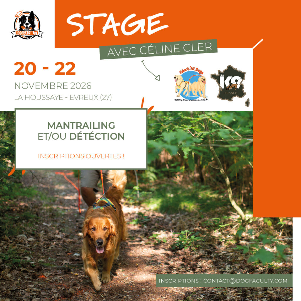 Affiche de présentation d'un stage de mantrailing qui se déroulera en novembre 2026