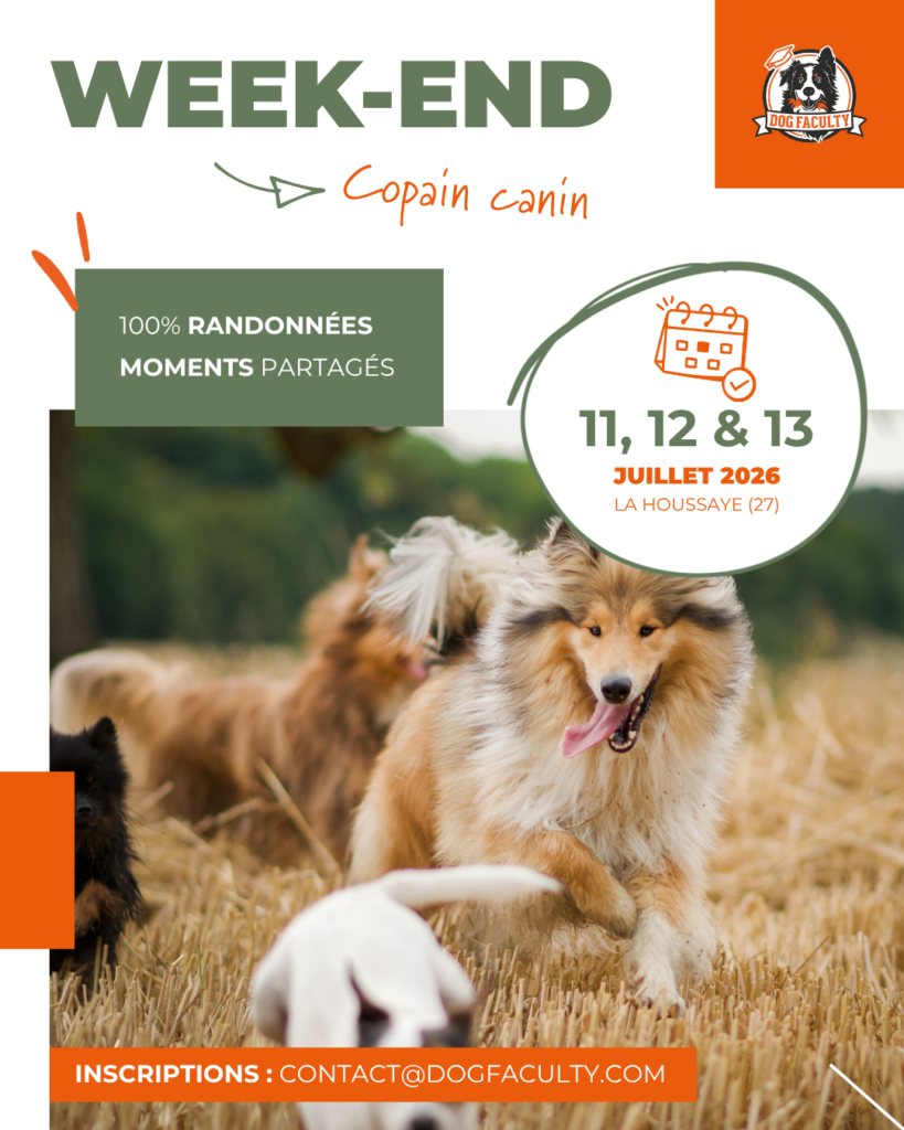 Affiche de présentation d'un évènement de vacances canines